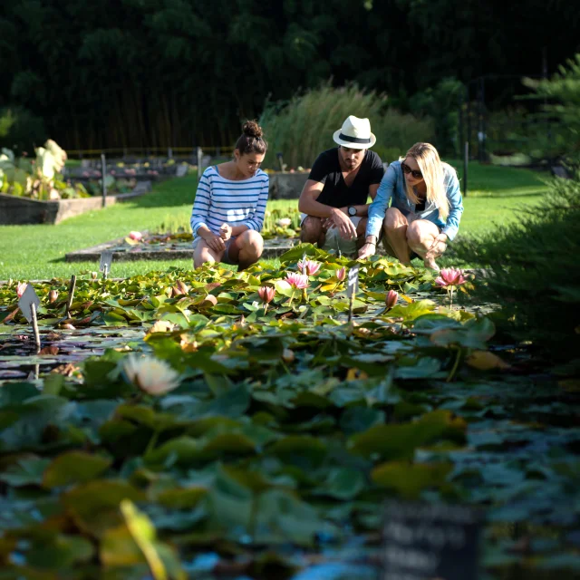 Jardin Des Nenuphars