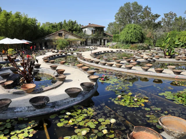 Jardin Des Nenuphars Latour Marliac Jerome Morel 2332 Min